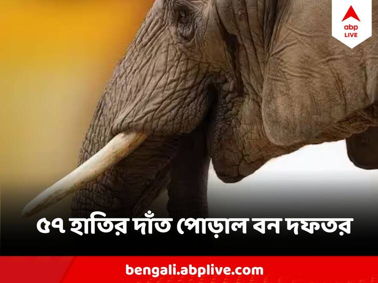 Bankura News Forest Department Burnt 57 Elephants Teeth together Bankura News : একসঙ্গে ৫৭  হাতির দাঁত পোড়ালো বন দফতর 