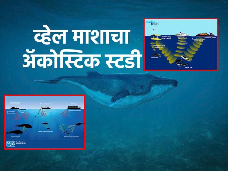 Whale Fish  Acoustic Study Will Be Conducted in the Sea of ​​Konkan Behavior and Sound of Whales Will Be Studied abpp कोकणातल्या समुद्रात होणार व्हेल माशाचा अॅकोस्टिक स्टडी, व्हेल माशाचा वावर, आवाजासह विविध गोष्टींचा केला जाणार अभ्यास
