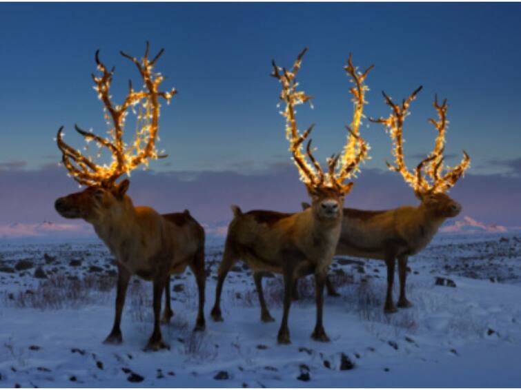 How Reindeer See Their Food In dark Arctic Winters ABPP How Reindeer See Their Food In Dark Arctic Winters