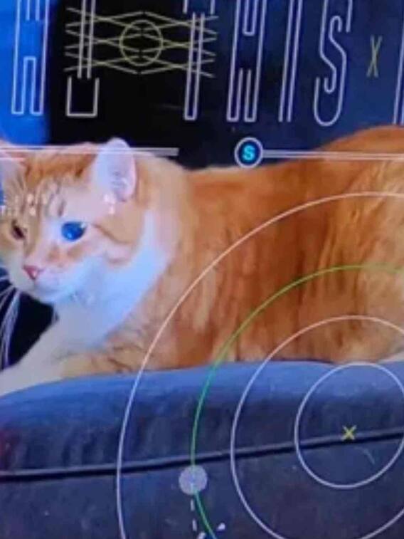 31 मिलियन किमी दूर स्पेस से पृथ्वी पर कैसे आया बिल्ली का वीडियो?