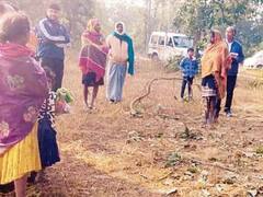 सरगुजा: हाथियों ने घर के बाहर बंधे भैंस को कुचलकर मारा, कड़ाके की ठंड में रखवाली करने को मजबूर ग्रामीण