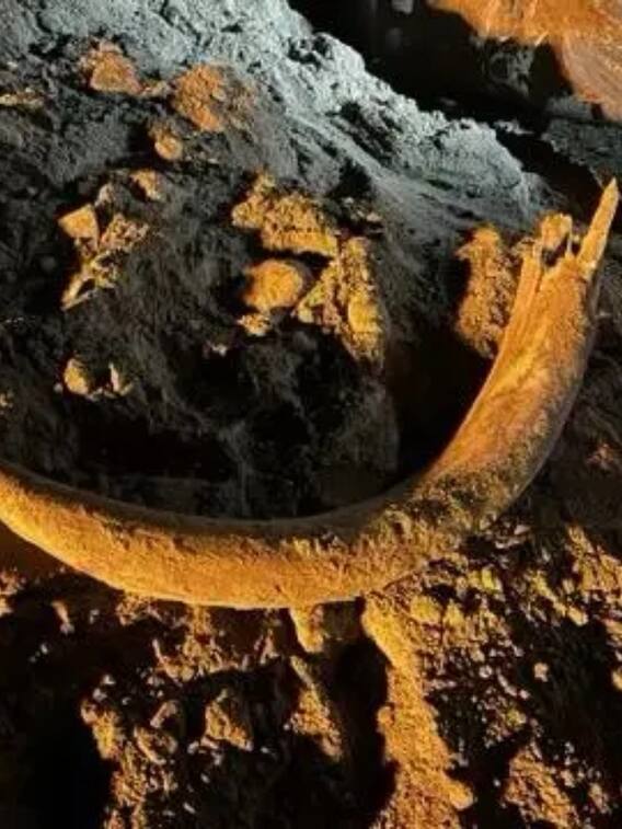 12 दिन तक खुदाई की, तब निकाल पाए मैमथ का विशाल कंकाल