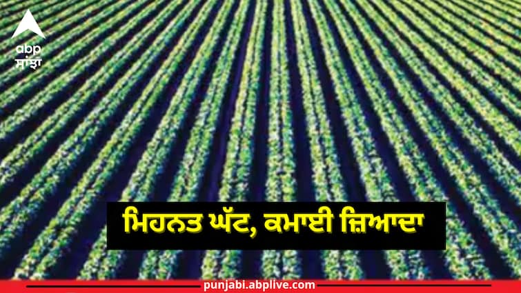 cultivate-these-vegetables-in-this-next-year-for-good-income Earn good money from these crops: ਨਵੇਂ ਸਾਲ ‘ਚ ਇਨ੍ਹਾਂ ਸਬਜ਼ੀਆਂ ਦੀ ਕਰੋ ਖੇਤੀ, ਘਟ ਮਿਹਨਤ ਕਰਕੇ ਹੋਵੇਗੀ ਚੰਗੀ ਕਮਾਈ