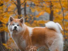 Expensive Dogs : पिटबुलपासून मॅस्टिफपर्यंत 'या' आहेत भारतात आढळणाऱ्या कुत्र्यांच्या सर्वात महागड्या जाती