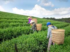 क्या राजस्थान, हरियाणा और पंजाब में भी चाय की खेती कर सकते हैं? कमाई का सौदा है