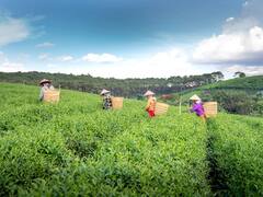 क्या राजस्थान, हरियाणा और पंजाब में भी चाय की खेती कर सकते हैं? कमाई का सौदा है