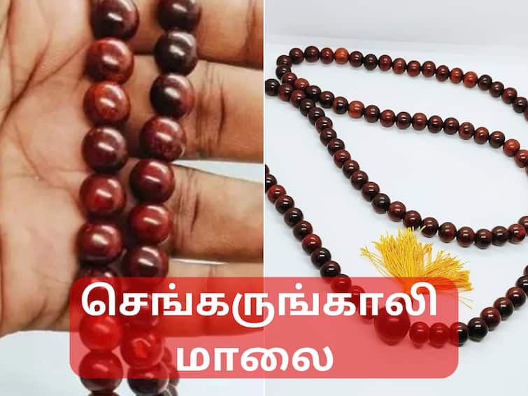 Sengarungali Malai Benefits in Tamil Astrology Effects of Wearing Sengal Malai ABPP Sengarungali Malai: செங்கருங்காலி மாலையால் இத்தனை பயன்களா? யாரெல்லாம் அணியலாம்? முழு விவரம்