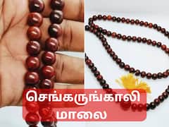Sengarungali Malai: செங்கருங்காலி மாலையால் இத்தனை பயன்களா? யாரெல்லாம் அணியலாம்? முழு விவரம்