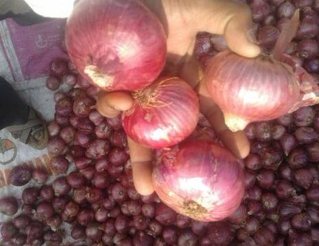 एपीएमसीच्या आकडेवारीनुसार, लासलगाव एएमपीसीमध्ये कांद्याची सरासरी घाऊक किंमत 20 ते 21 रुपये प्रति किलो आहे.