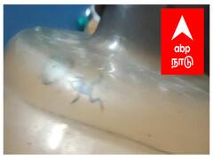 சுத்திகரிக்கப்பட்ட குடிநீர் கேனில் உயிருடன் இருந்த தவளை - பொதுமக்கள் அதிர்ச்சி
