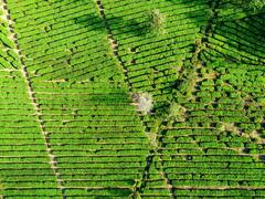 क्या राजस्थान, हरियाणा और पंजाब में भी चाय की खेती कर सकते हैं? कमाई का सौदा है