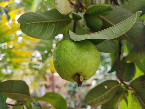 guava leaves tea benefits how to drink guava leaf tea amrood ke patte peru chya panache fayde marathi news Guava Leaves Benefits : त्वचा, तणाव आणि पचनासंबंधित समस्यापासून सुटका; पेरुच्या पानांचे आरोग्यदायी फायदे माहितीयत?