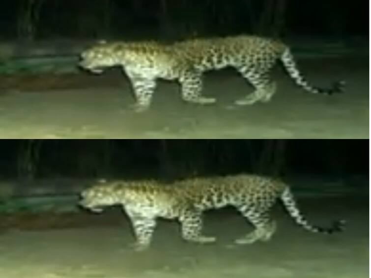 Another Leopard in Tirumala spotted at the First ghat Road 35th turn Leopard in Tirumala: తిరుమలలో మళ్లీ చిరుత టెన్షన్‌-మొదటి ఘాట్‌రోడ్డులో సంచారం- లేదంటున్న సిబ్బంది