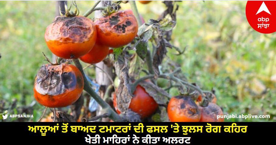 Ludhiana News: ਕਿਸਾਨਾਂ ਦੀ ਜੂਨ ਬੁਰੀ! ਆਲੂਆਂ ਤੋਂ ਬਾਅਦ ਟਮਾਟਰਾਂ ਦੀ ਫਸਲ 'ਤੇ ਝੁਲਸ ਰੋਗ ਕਹਿਰ, ਖੇਤੀ ਮਾਹਿਰਾਂ ਨੇ ਕੀਤਾ ਅਲਰਟ