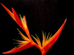 Beautiful Flowers : ही आहेत जगातील सर्वात सुंदर फुले!