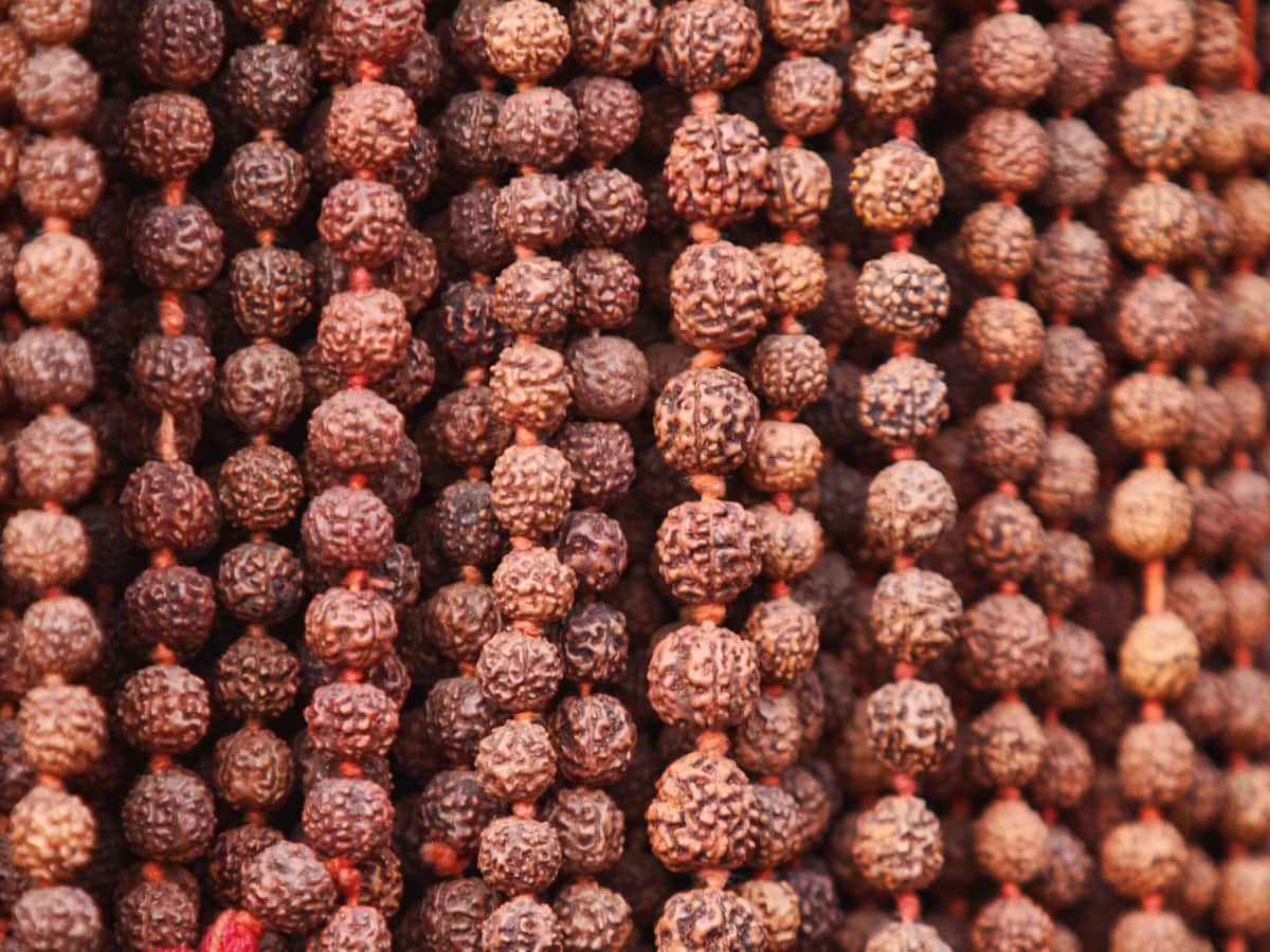 Rudraksha: ருத்ராட்சம் உண்மையானதா? போலியானதா? எப்படி கண்டுபிடிப்பது தெரியுமா?