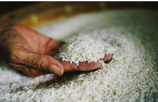 तांदळाच्या किंमतीने मागील 15 वर्षांतील उच्चांक गाठला आहे. एल निनोच्या (El Nino) प्रभावामुळं तांदळाचा पुरवठा विस्कळीत झाला आहे.