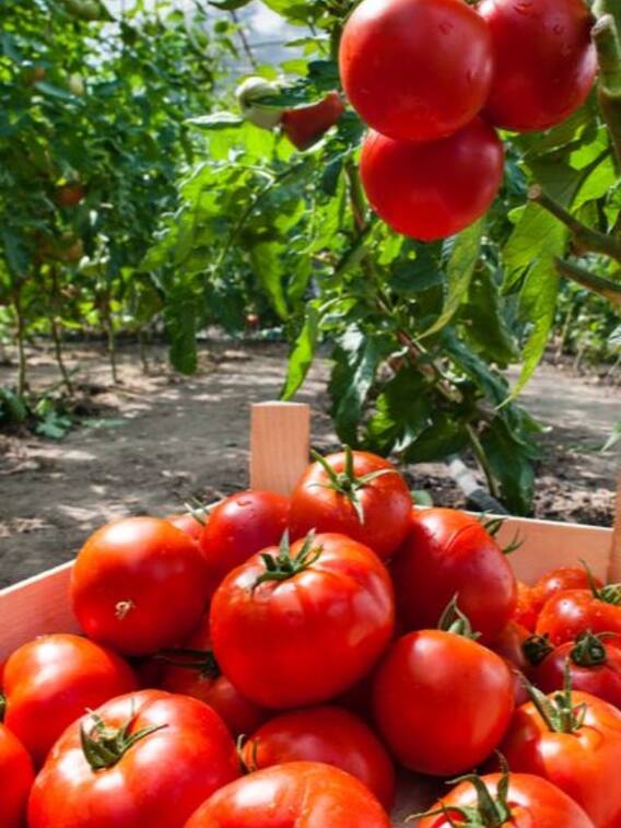 घर पर उगाएं बढ़िया टमाटर, जानें सही तरीका