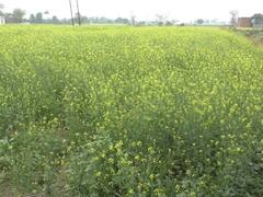 अघोषित कटौती से भरतपुर के किसान परेशान, सिंचाई के लिए नहीं मिल रही पर्याप्त बिजली