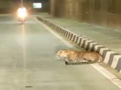 कोटा में पैंथर्स के बस्तियों में घुसने के बढ़े मामले, सड़क पर देख राहगीरों के उड़े होश