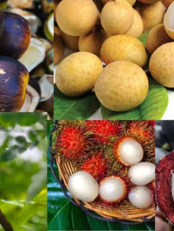 ये हैं भारत के पांच अनोखे और अद्भुत फल