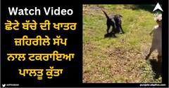 Viral Video: ਛੋਟੇ ਬੱਚੇ ਦੀ ਖਾਤਰ ਜ਼ਹਿਰੀਲੇ ਸੱਪ ਨਾਲ ਟਕਰਾਇਆ ਪਾਲਤੂ ਕੁੱਤਾ, ਮਾਸੂਮ ਲਈ ਖ਼ਤਰੇ 'ਚ ਪਾਈ ਜਾਨ