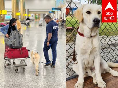 Chennai airport 2 more sniffer dogs have arrived customs sniffer unit - TNN விமான நிலையம் வந்த 2 மோப்ப நாய்கள் சிக்கப்போகும் கடத்தல் ஆசாமிகள் -  சிறப்பம்சங்கள் என்ன ?