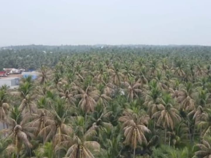 தென்னை மரத்தில் கருந்தலை புழு பாதிப்பு -  பூச்சி மருந்து அடித்து காப்பாற்றி தர விவசாயிகள் கோரிக்கை