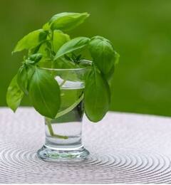 Basil Seed Water benefits: ਤੁਲਸੀ ਦੇ ਬੀਜਾਂ ਦਾ ਪਾਣੀ ਪੀਣ ਨਾਲ ਬਹੁਤ ਸਾਰੇ ਫਾਇਦੇ ਅਤੇ ਕਈ ਬਿਮਾਰੀਆਂ ਹੋ ਜਾਣਗੀਆਂ ਛੂ ਮੰਤਰ