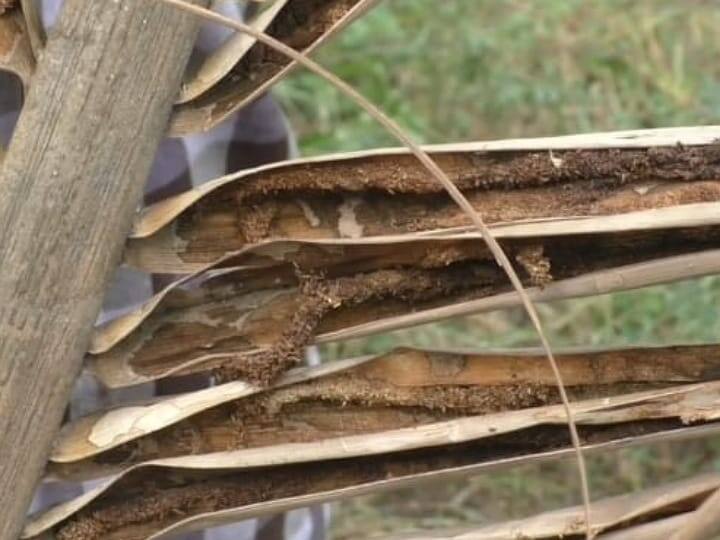 தென்னை மரத்தில் கருந்தலை புழு பாதிப்பு - பூச்சி மருந்து அடித்து காப்பாற்றி தர விவசாயிகள் கோரிக்கை Karur news Black bollworm infestation in coconut trees Over 300 acres of coconut trees with dry bark yield - TNN தென்னை மரத்தில் கருந்தலை புழு பாதிப்பு - பூச்சி மருந்து அடித்து காப்பாற்றி தர விவசாயிகள் கோரிக்கை