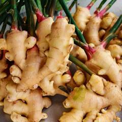 Ginger Side Effects: ਅਦਰਕ ਦੇ ਫਾਇਦੇ ਤਾਂ ਤੁਹਾਨੂੰ ਪਤਾ ਹੋਣਗੇ ਪਰ ਕੀ ਸੁਣੇ ਨੇ ਨੁਕਸਾਨ?