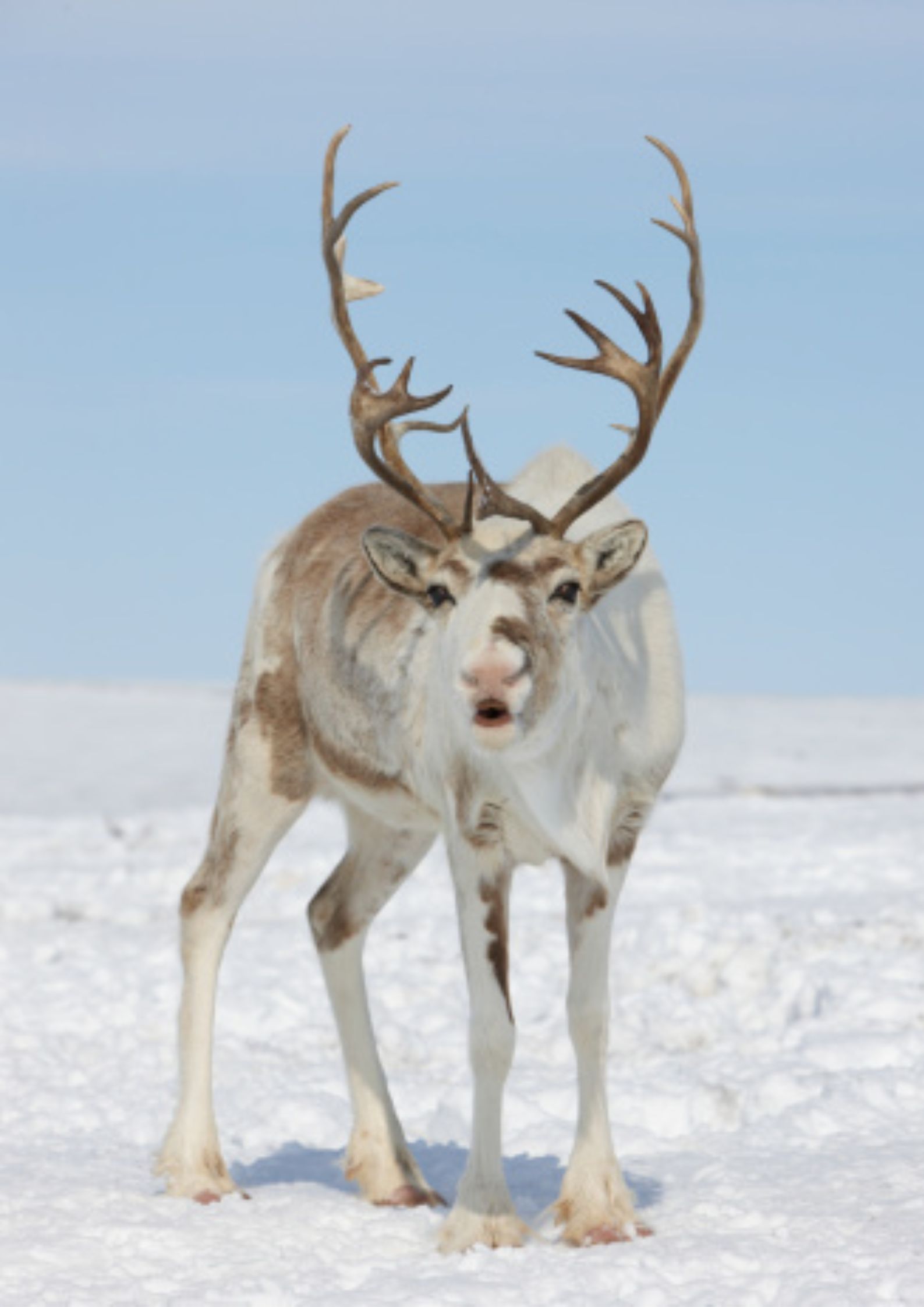 Reindeer Lichen: Food of Santa's Reindeer