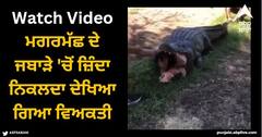 Viral Video: ਮਗਰਮੱਛ ਦੇ ਜਬਾੜੇ 'ਚੋਂ ਜ਼ਿੰਦਾ ਨਿਕਲਦਾ ਦੇਖਿਆ ਗਿਆ ਵਿਅਕਤੀ, ਵੀਡੀਓ ਦੇਖ ਕੇ ਰਹਿ ਜਾਓਗੇ ਹੈਰਾਨ, ਜਾਣੋ ਸੱਚ?