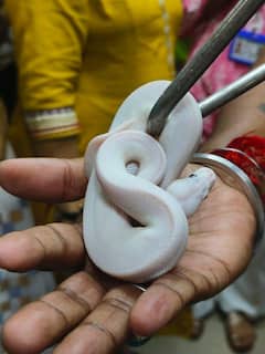 Snake smuggling : मुंबई विमानतळावरून बिस्कीट, केकच्या पाकिटातून सापांची तस्करी,  बँकॉक वरून आलेल्या प्रवाश्याकडून 11 साप जप्त!