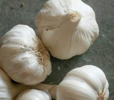 खरीप पिकाच्या काढणीला उशीर झाल्यानं पुरवठा साखळीवरही विपरीत परिणाम झाला आहे. त्याचा परिणाम लसणाच्या दरावर दिसून येत आहे.