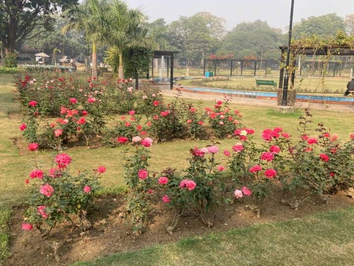 You will be able to enjoy seeing different varieties of roses in NDMC's winter show ann Delhi: विंटर शो के दौरान गुलाब की अनेक किस्मों का होगा दीदार, रंग और सुगंध की दावत का 23-24 दिसंबर को उठा पाएंगे आनंद