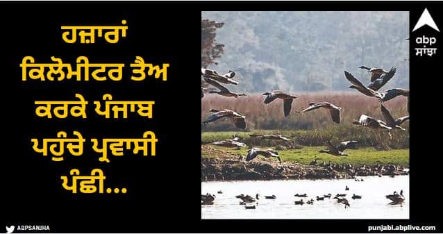 Migratory birds reached Punjab after covering thousands of kilometers Migratory Birds in Punjab: ਹਜ਼ਾਰਾਂ ਕਿਲੋਮੀਟਰ ਤੈਅ ਕਰਕੇ ਪੰਜਾਬ ਪਹੁੰਚੇ ਪ੍ਰਵਾਸੀ ਪੰਛੀ...ਪ੍ਰਦੂਸ਼ਣ ਤੇ ਮਾਈਨਿੰਗ ਨੂੰ ਵੇਖ ਪ੍ਰੇਸ਼ਾਨ