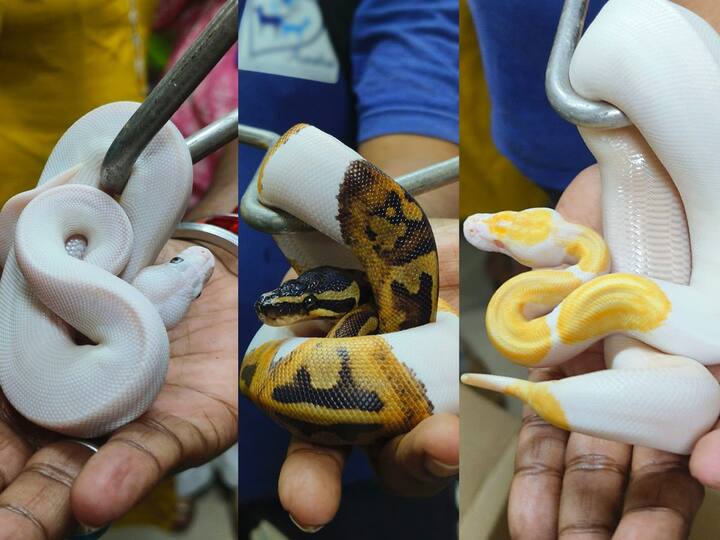 Snake smuggling :  मुंबई विमानतळावरून बिस्कीट, केकच्या पाकिटातून सापांची तस्करी,  बँकॉक वरून आलेल्या प्रवाश्याकडून 11 साप जप्त!