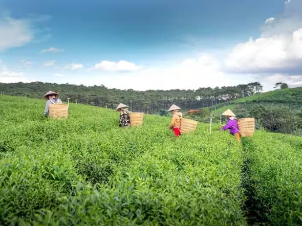 Tea Cultivation: ਆਸਾਮ ਚਾਹ ਬਾਰੇ ਤੁਸੀਂ ਦੂਰ-ਦੂਰ ਤੱਕ ਚਰਚਾ ਸੁਣੀ ਹੋਵੇਗੀ। ਪਰ ਕੀ ਤੁਸੀਂ ਜਾਣਦੇ ਹੋ ਕਿ ਇਸ ਨੂੰ ਰਾਜਸਥਾਨ, ਹਰਿਆਣਾ ਅਤੇ ਪੰਜਾਬ ਵਰਗੇ ਰਾਜਾਂ ਵਿੱਚ ਵੀ ਉਗਾਇਆ ਜਾ ਸਕਦਾ ਹੈ।