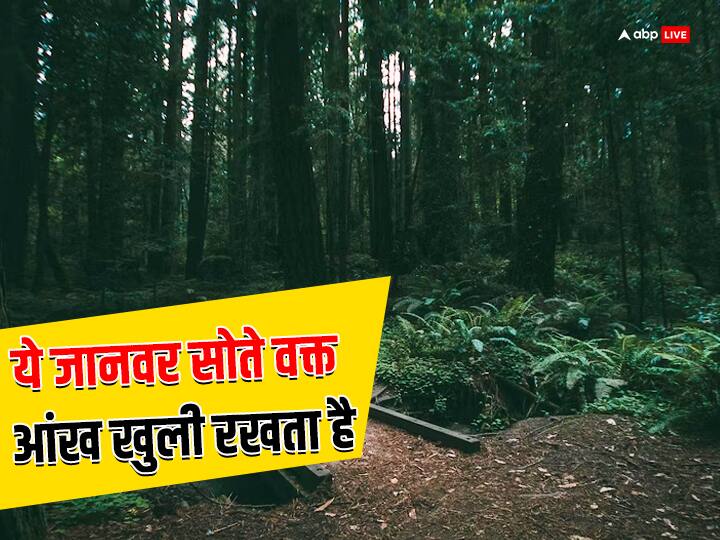 सोते वक्त भी आंखें खुली रखता है यह जानवर, क्या आपको पता है इसका नाम? this animal sleeps with open eyes know the reason behind this सोते वक्त भी आंखें खुली रखता है यह जानवर, क्या आपको पता है इसका नाम?