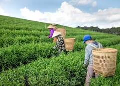 Tea Farming: ਕੀ ਪੰਜਾਬ, ਹਰਿਆਣਾ ਅਤੇ ਰਾਜਸਥਾਨ ‘ਚ ਵੀ ਕਰ ਸਕਦੇ ਚਾਹ ਦੀ ਖੇਤੀ? ਕਮਾਈ ਦਾ ਹੈ ਸੌਦਾ