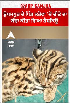 Rescued one leopard cub from Village | ਉਧਮਪੁਰ ਦੇ ਪਿੰਡ ਕਰੋਵਾ 'ਚੋਂ ਚੀਤੇ ਦਾ ਬੱਚਾ ਕੀਤਾ ਗਿਆ ਰੈਸਕਿਊ
