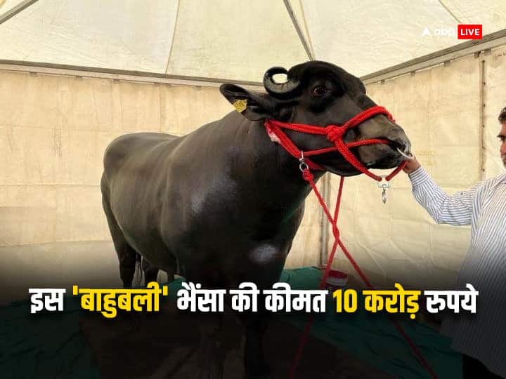 Buffalo Worth Rs 10 Crore came to sell in patna cattle expo video goes viral रहने के लिए एसी रूम, डाइट में मिलती है ड्राई फ्रूट, पटना के किसान मेले में आया ये 10 करोड़ का भैंसा