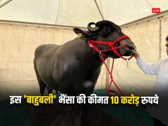 रहने के लिए एसी रूम, डाइट में मिलती है ड्राई फ्रूट, पटना के किसान मेले में आया ये 10 करोड़ का भैंसा