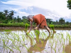 National Farmer's Day 2023: Date, History & Significance — All You Need To Know