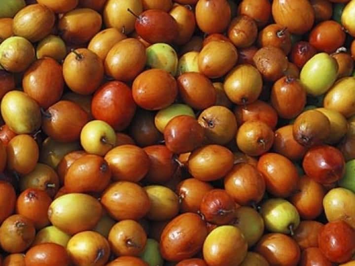 Bor fruit health benefits of eating bor fruit winter healthcare diabetes energy booster fruit lifestyle health Marathi news Bor Fruit : थंडीतला ‘हा’ रानमेवा अनेक आजारांवर फायदेशीर, अनेक आजारांवर रामबाण उपाय