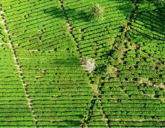Tea Farming: ਕੀ ਪੰਜਾਬ, ਹਰਿਆਣਾ ਅਤੇ ਰਾਜਸਥਾਨ ‘ਚ ਵੀ ਕਰ ਸਕਦੇ ਚਾਹ ਦੀ ਖੇਤੀ? ਕਮਾਈ ਦਾ ਹੈ ਸੌਦਾ