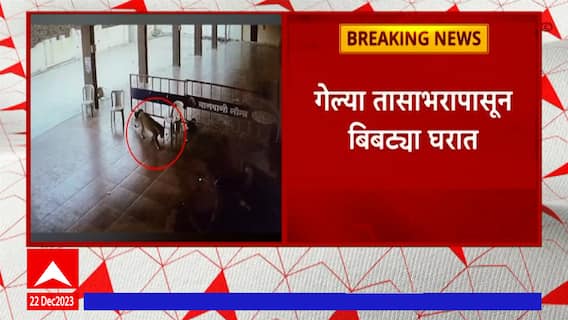 Sangamner Bibtya : संगमनेर शहरात भरवस्तीत बिबट्याचं दर्शन, वनविभागाची टीम घटनास्थळी दाखल