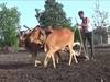 Marathwada Drought : निकषात बसत नसतानाही दुष्काळ जाहीर करण्यासाठी प्रशासनाचा प्रयत्न? 'त्या' दोन जिल्ह्यात मुबलक पाऊस झाल्याची नोंद
