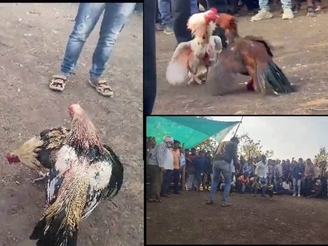 Yavatmal Crime News : कोंबड्यांच्या झुंजींवर बंदी असताना देखील यवतमाळच्या घाटंजीत लाखोंची उधळपट्टी; झुंजीचा व्हिडीओ व्हायरल illegal cockfighting continues in Yavatmal's Ghatji The video of the fight went viral Yavatmal Crime News : कोंबड्यांच्या झुंजींवर बंदी असताना देखील यवतमाळच्या घाटंजीत लाखोंची उधळपट्टी; झुंजीचा व्हिडीओ व्हायरल